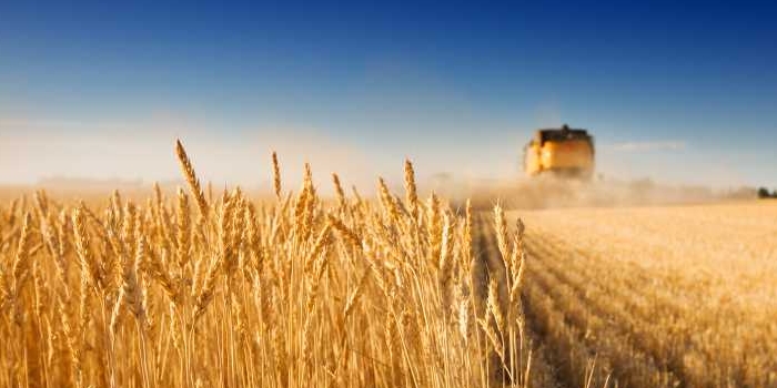 hemorrhoid -and gluten intolerance